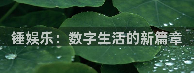 顺盈娱乐